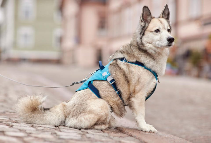 Hurtta Safeguard ECO hundesele