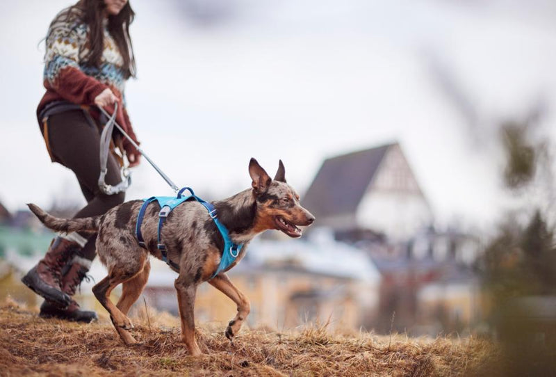 Hurtta Safeguard ECO hundesele