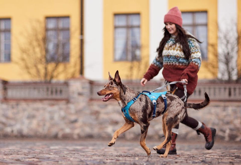 Hurtta Safeguard ECO hundesele