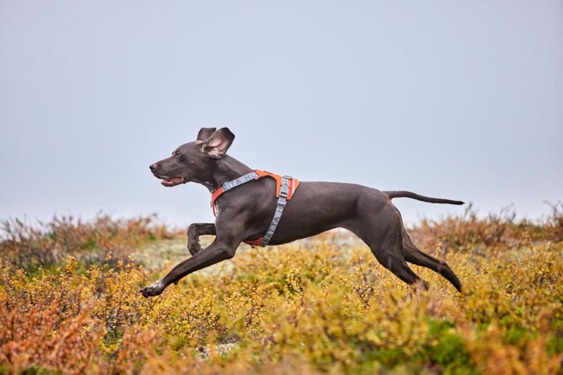 Hurtta Rover harness