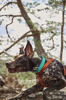 Hurtta ECO Casuel Halsbånd