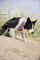 Hurtta Zhero Dog Safety Bandana ECO