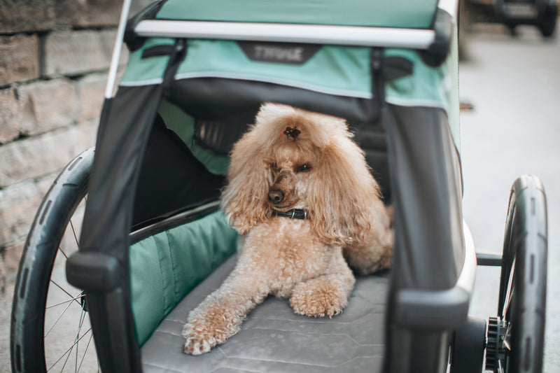 Thule Bexey Dog Bed