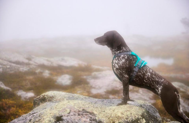 Hurtta Rover harness