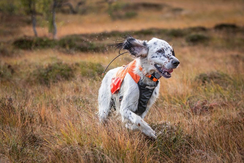 Non-Stop Dogwear Protector Vest