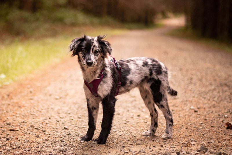 Non-Stop Ramble Harness