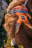 Hurtta Rover harness