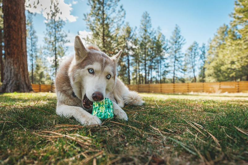 Ruffwear Morel Rubber Dog Toy