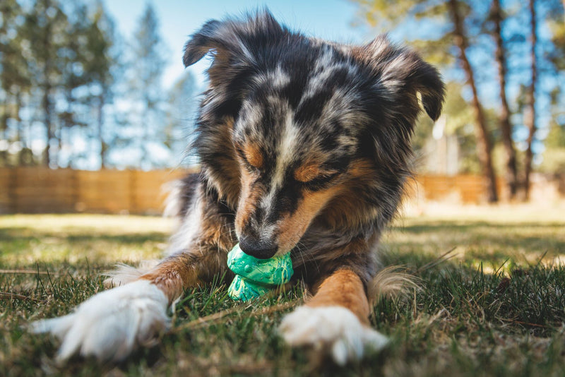 Ruffwear Toadstool Dog Toy