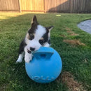 Jolly Pets Tug-n-Toss™