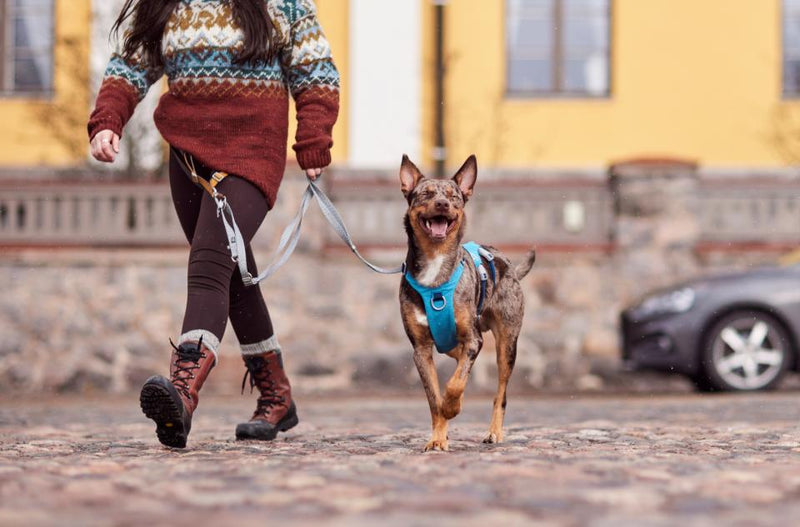 Hurtta Safeguard ECO hundesele