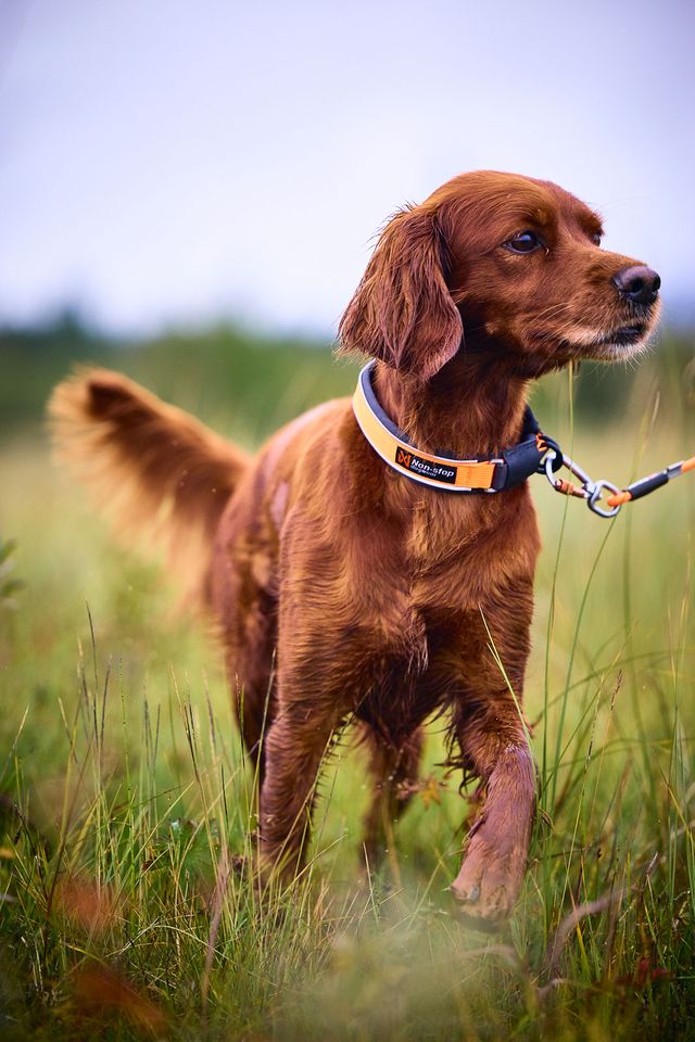 Non-Stop Protector collar