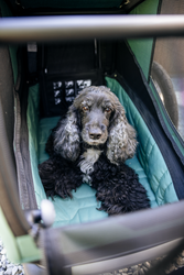 Thule Bexey Dog Bed