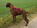 Ruffwear Sele Flagline Harness