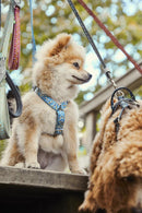 Hurtta Razzle-Dazzle Y-sele