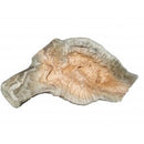 Tyggeben af trærod - Chewing Root