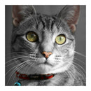 Rogz Catz AlleyCat Halsbånd