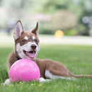 Jolly Pets Bounce-n-Play™